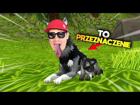 jestem-wilkiem-i-zjadam-kroliki-wildcraft.jpg 🐺 JESTEM WILKIEM I ZJADAM KRÓLIKI | Wildcraft 🐺