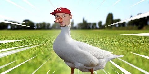 symulator-gesi-jest-bardzo-zla.jpg 🦢 SYMULATOR GĘSI *jest bardzo zła* 🦢