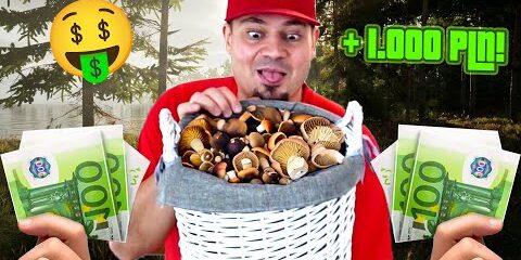zarobilem-1000-zlotych-na-grzybach-jestem-bogata-mushroom-season-03.jpg 🍄 ZAROBIŁEM 1000 ZŁOTYCH NA GRZYBACH! *jestem bogata* | Mushroom Season #03