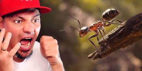 zycie-oczami-mrowki-w-lesie-symulator-mrowki-empire-of-ants-01.jpg 🐜 ŻYCIE OCZAMI MRÓWKI W LESIE *symulator mrówki* | Empire Of Ants #01