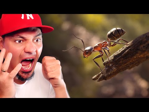 zycie-oczami-mrowki-w-lesie-symulator-mrowki-empire-of-ants-01.jpg 🐜 ŻYCIE OCZAMI MRÓWKI W LESIE *symulator mrówki* | Empire Of Ants #01