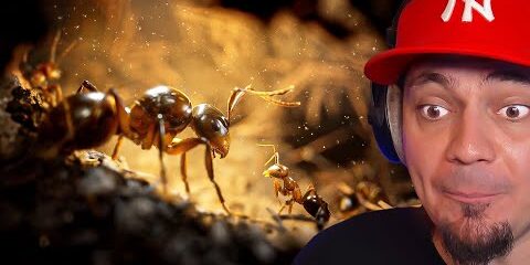 🐜 SPOTKAŁEM MATKĘ MOJEGO MROWISKA! *symulator mrówki* | Empire Of Ants #02